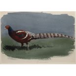 John Cyril Harrison (1898-1985) - Watercolour - Burmanius Pheasant, unsigned but with declaration on