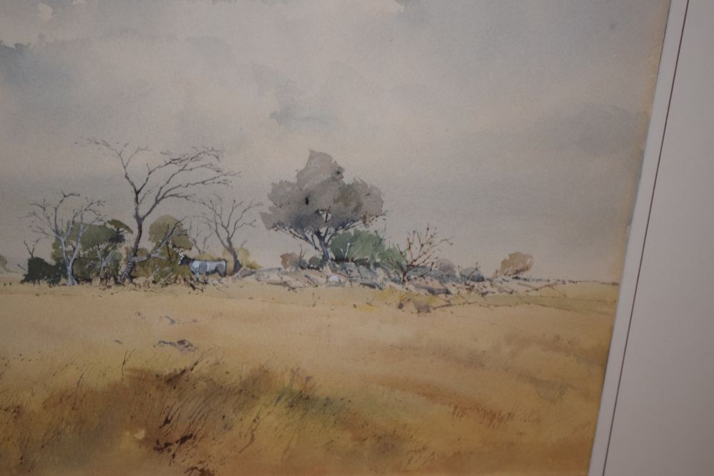 Douglas Tannahill - Watercolour - African landscape, signed lower left, 36cm x 55cm, framed and - Image 5 of 6