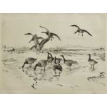 Winifred Austen (1876 - 1964) - etching - 'Brent Geese'