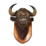 Taxidermy - Antique shield-mounted preserved Water Buffalo (bubalus bubalis) head