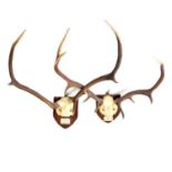 Two pairs of shield-mounted Scottish stag antlers