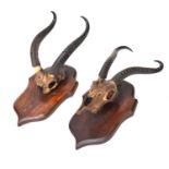 Two pairs of shield-mounted African gazelle horns