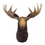 Taxidermy - Large preserved North American Moose head