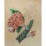 19th Century botanical study - Flowering Cactus