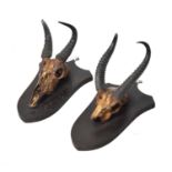 Two pairs of shield-mounted African gazelle horns