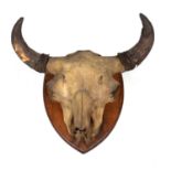 Shield-mounted skull probably Water Buffalo