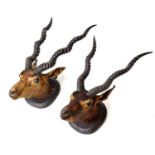 Taxidermy - Two mounted antelope heads