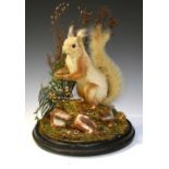 Taxidermy red squirrel