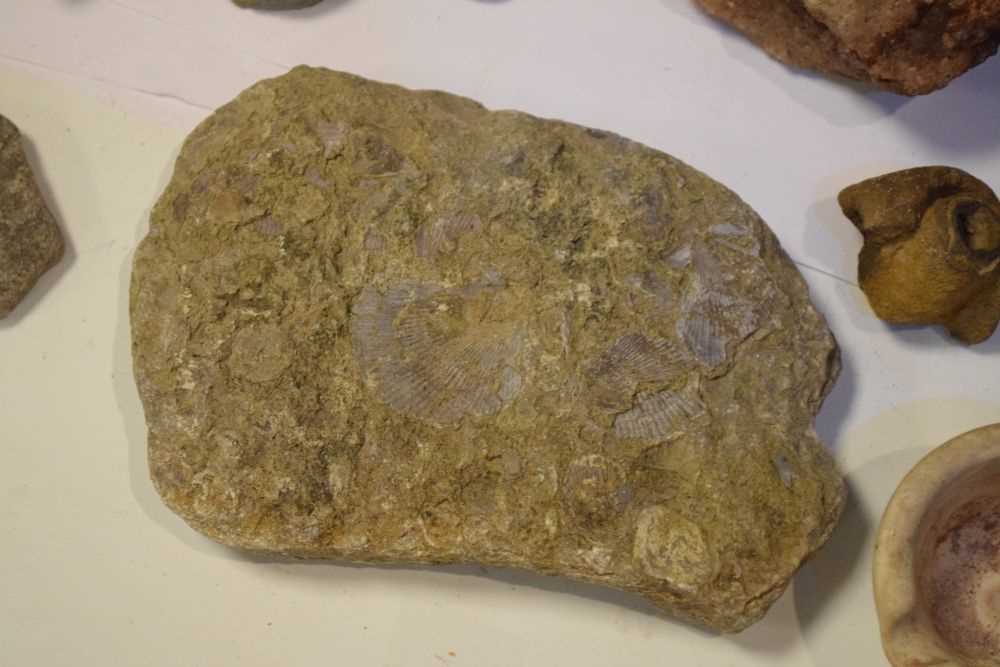 Quantity of assorted fossils - Image 6 of 6