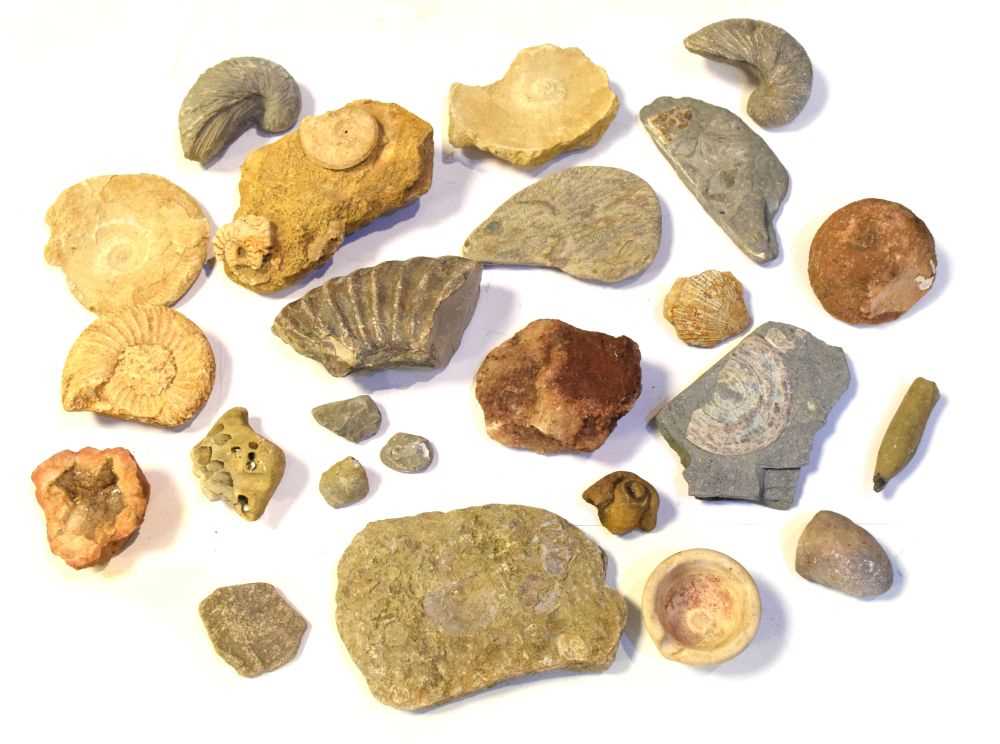 Quantity of assorted fossils