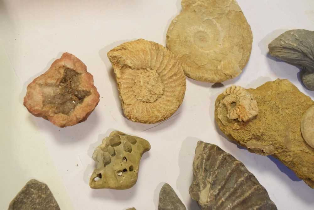 Quantity of assorted fossils - Image 5 of 6