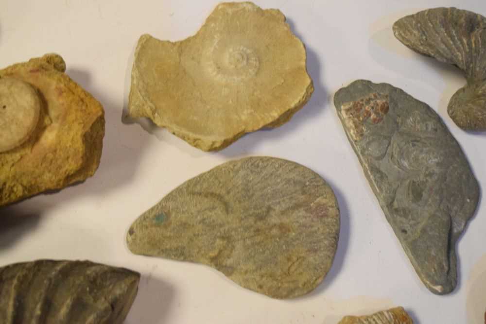 Quantity of assorted fossils - Image 3 of 6