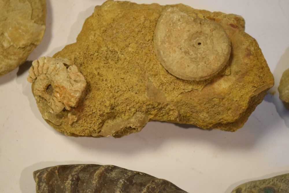 Quantity of assorted fossils - Image 4 of 6