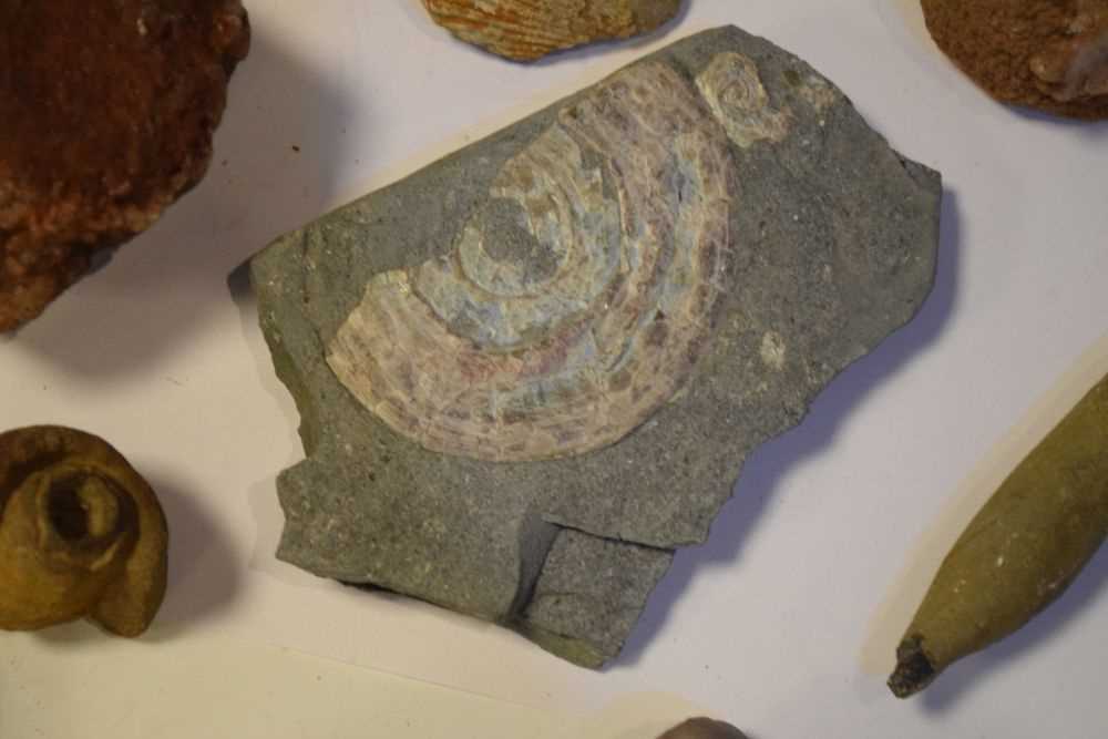 Quantity of assorted fossils - Image 2 of 6