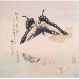 After Kubo Shunman (Japanese, 1757–1820) - Moths and Butterflies