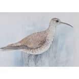 Emma Faull - Eskimo Curlew