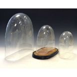Three glass domes and wooden base