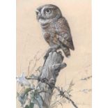 Edwin Penny, (1930-2016) - Watercolour - 'Little Owl'