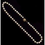 Uniform row of cultured pearls,