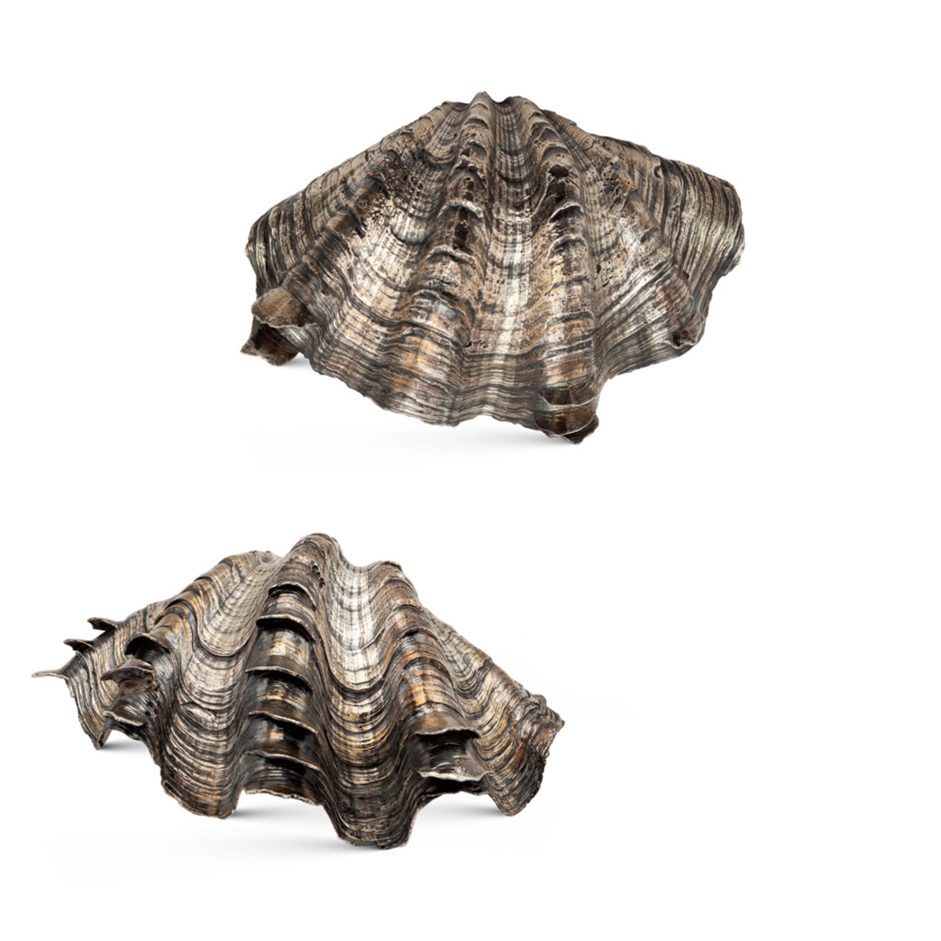 Pair of shells Italy, 20th century 8x27x19 cm.