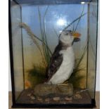 An early glass cased puffin bird taxidermy study 35x25x15cm