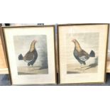 Pair of engraved prints by R.G.Reeve depicting cock birds 45x35cm