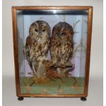 Pair of tawny owls in a glazed Oak cabinet. 48x38x25cm