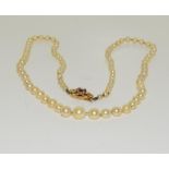 A Graduated oyster cultured pearl necklace, 9ct garnet and clasp.