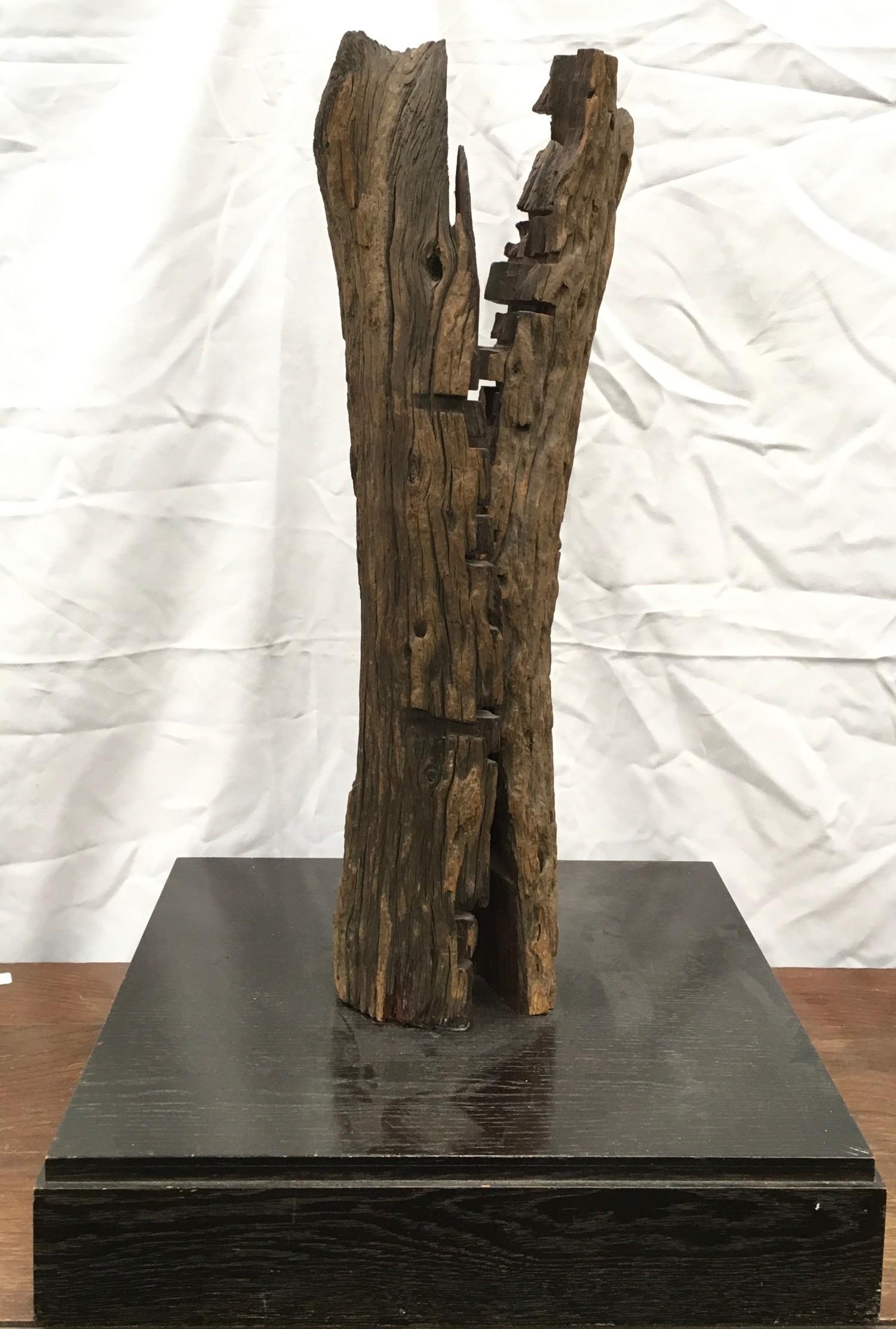 Contemporary drift wood sculpture on box plinth 80 cm tall