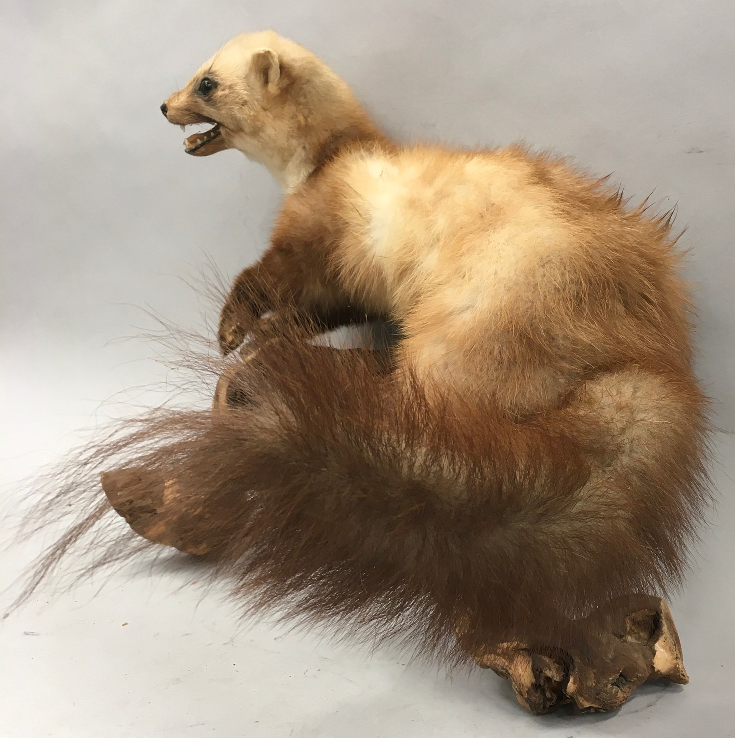 Rare taxidermy study of a Scottish Pine Martin 40x40x20cm - Image 4 of 8