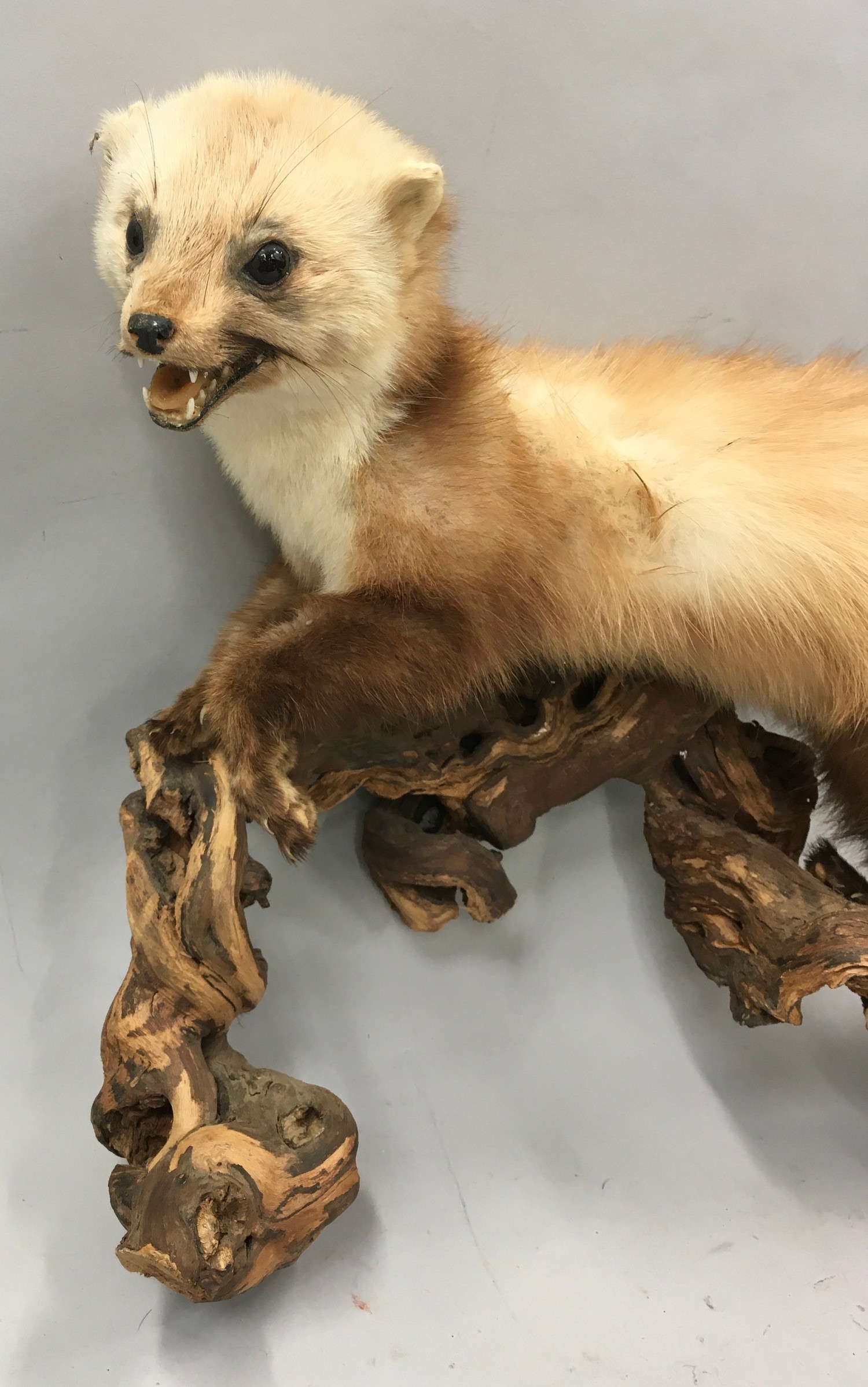 Rare taxidermy study of a Scottish Pine Martin 40x40x20cm - Image 2 of 8