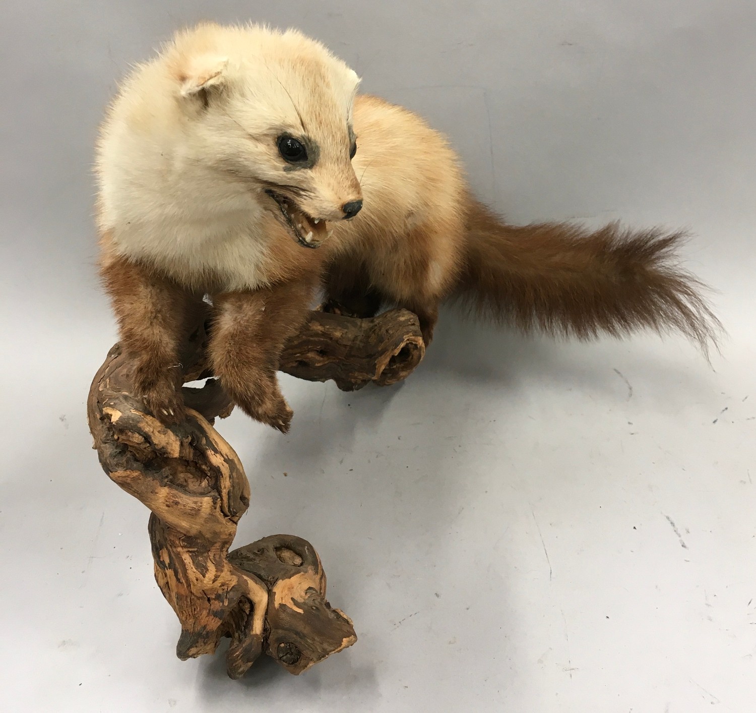 Rare taxidermy study of a Scottish Pine Martin 40x40x20cm - Image 7 of 8