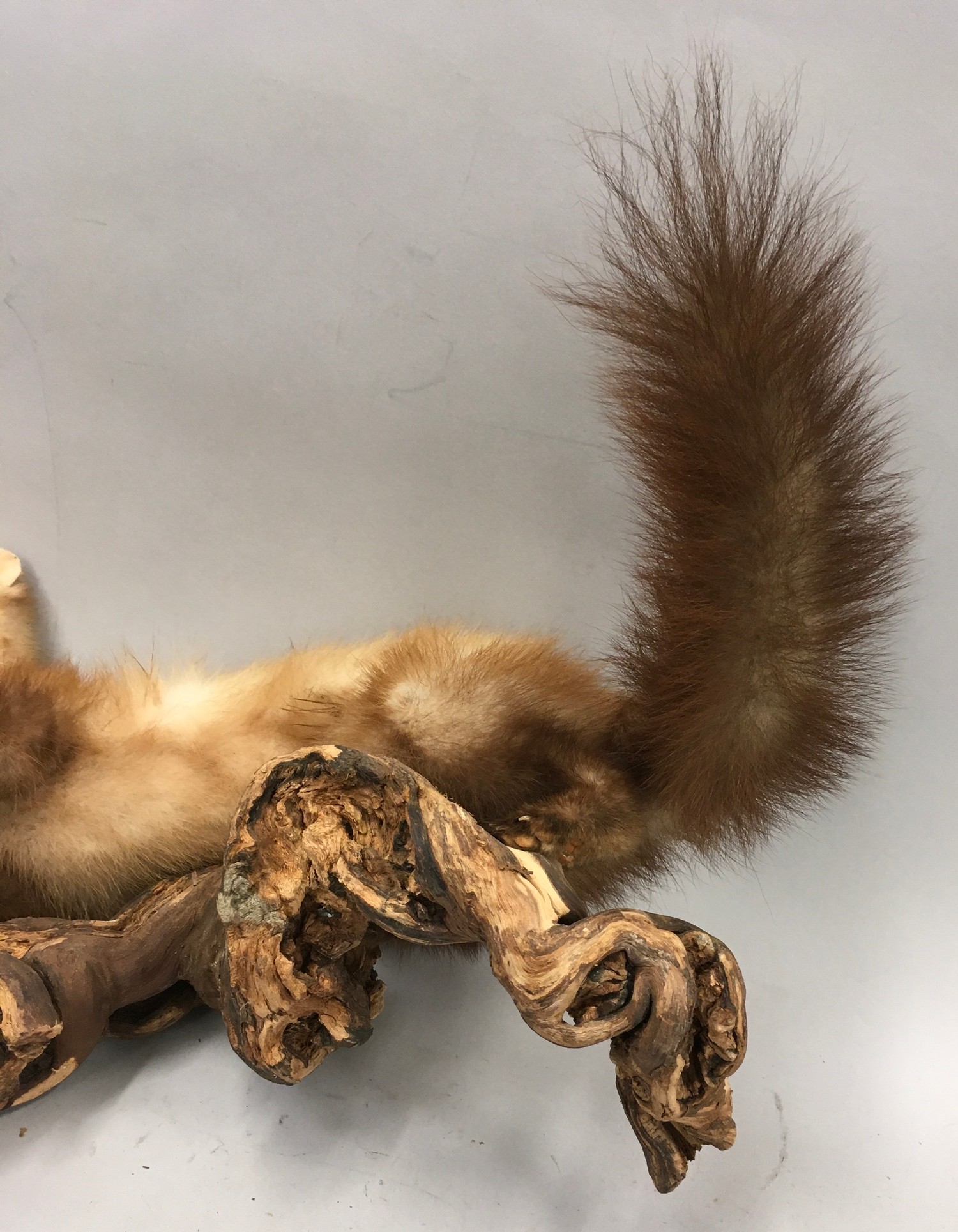 Rare taxidermy study of a Scottish Pine Martin 40x40x20cm - Image 5 of 8