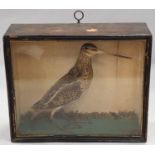 Taxidermy of a Curlew in case.