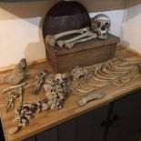 Edwardian Adam Rouilly and co 1/2 skeleton boxed