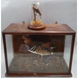 Taxidermy of a duck together with a taxidermy of a bird in dome.