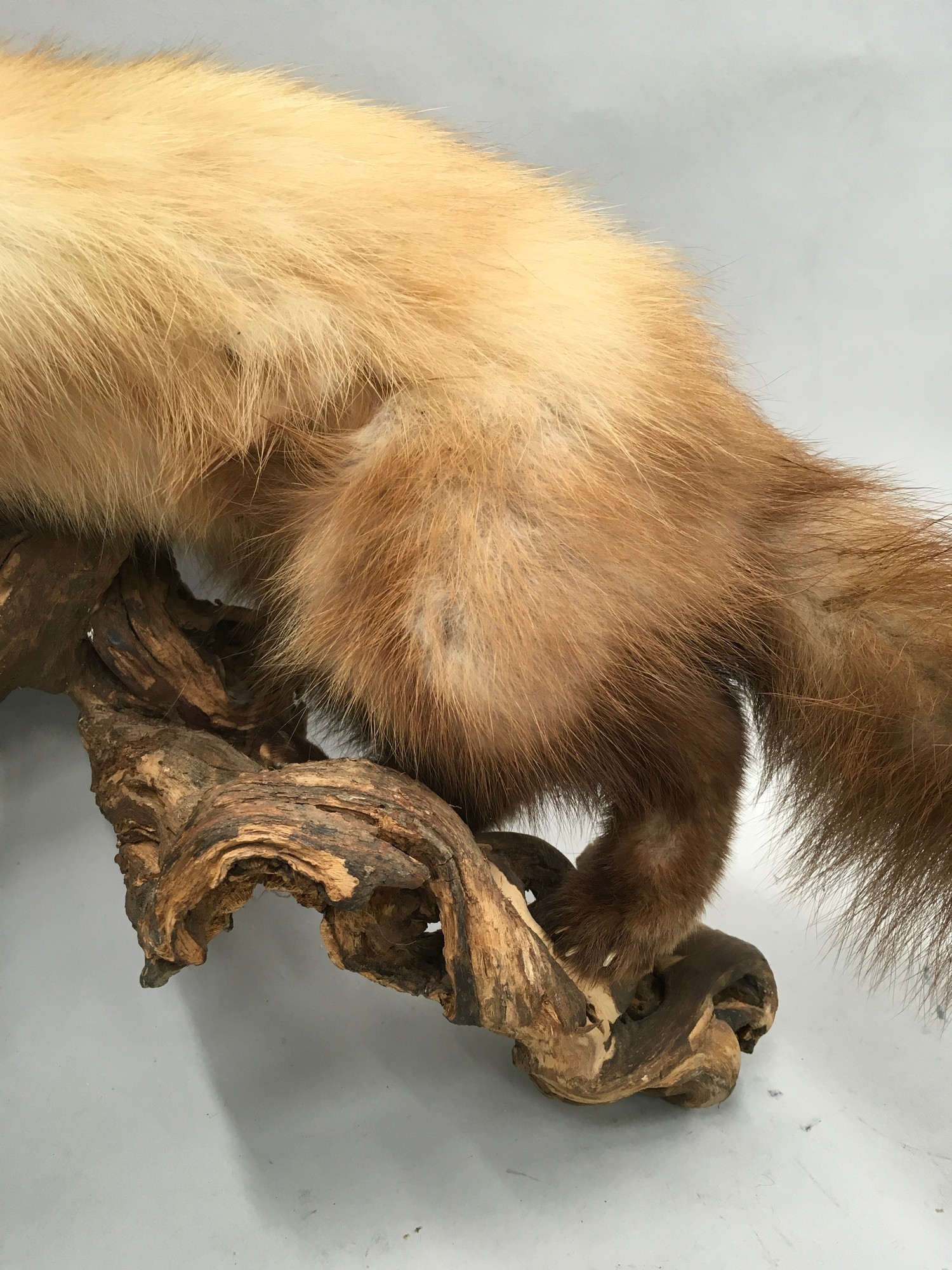 Rare taxidermy study of a Scottish Pine Martin 40x40x20cm - Image 3 of 8