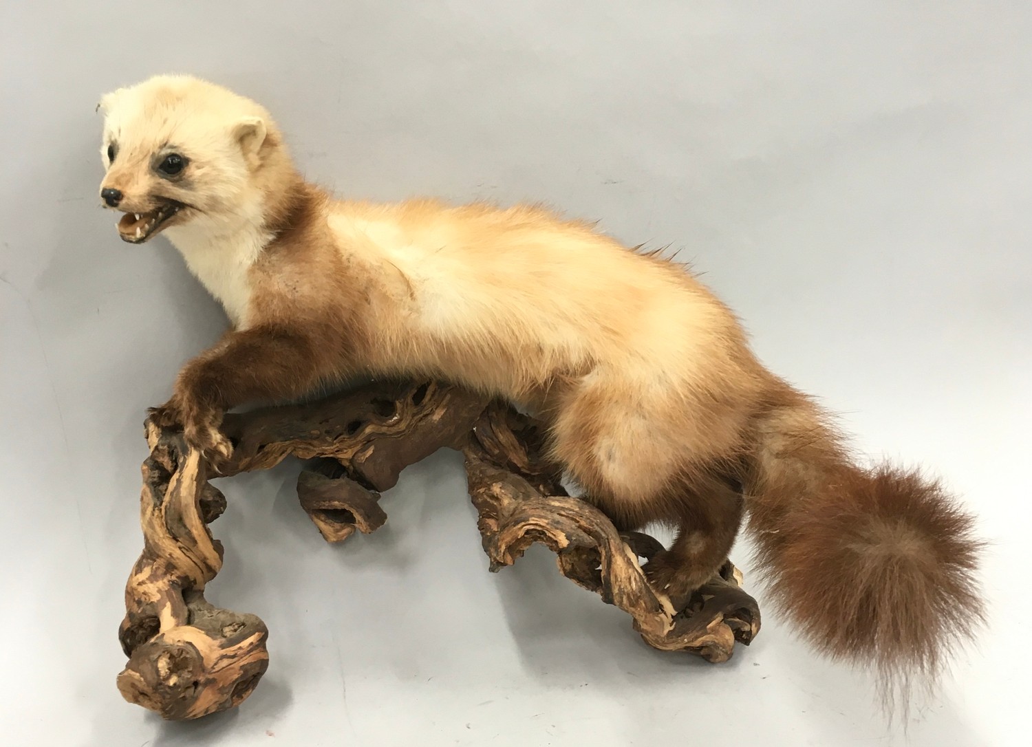 Rare taxidermy study of a Scottish Pine Martin 40x40x20cm