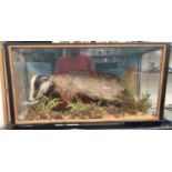 Glass case taxidermy study of a Badger 42x86x36cm