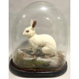 Taxidermy study of a rabbit in a Victorian oval dome display