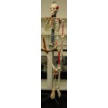 full size skeleton teaching aid on stand a/f.