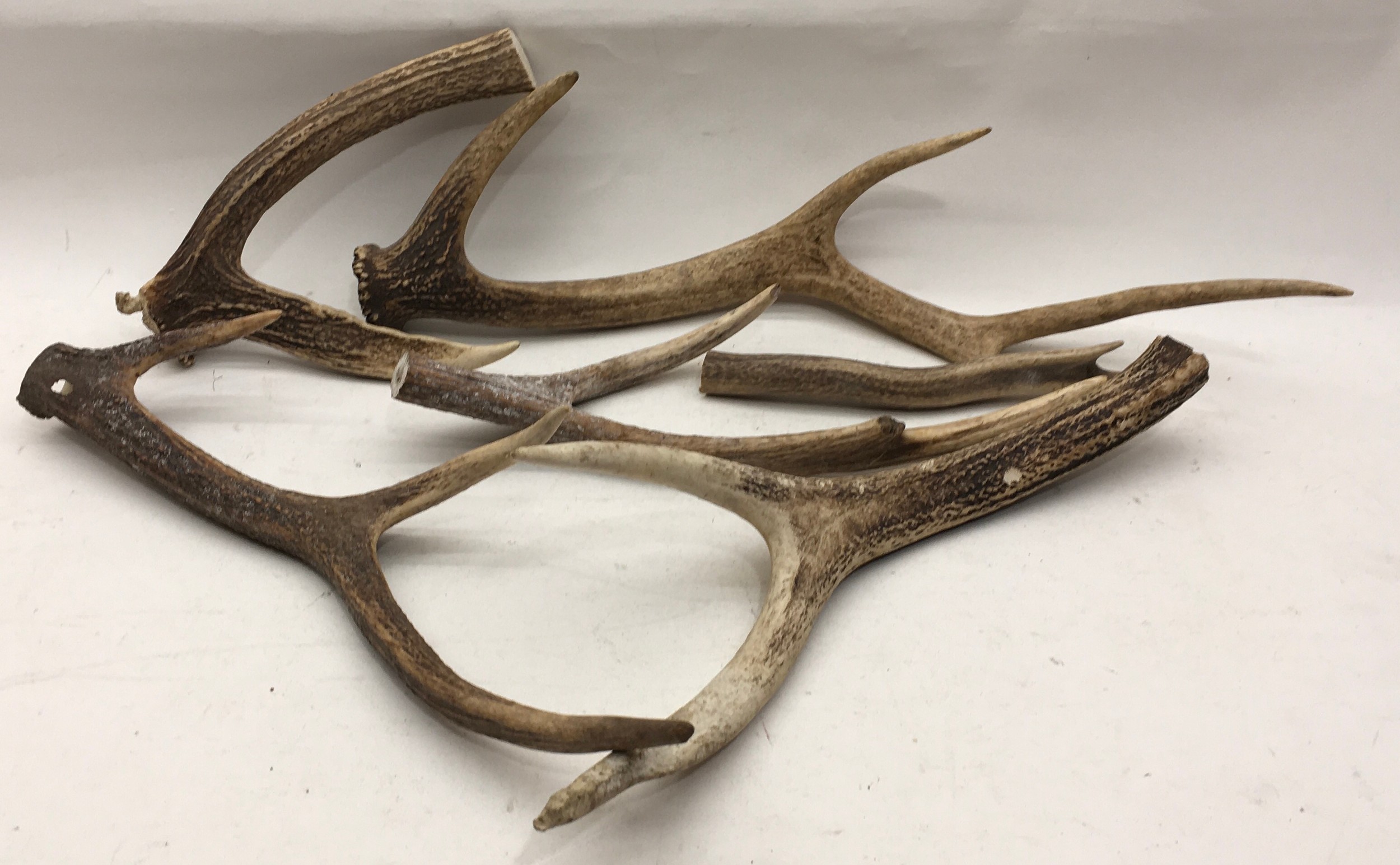 A box of stag horns.