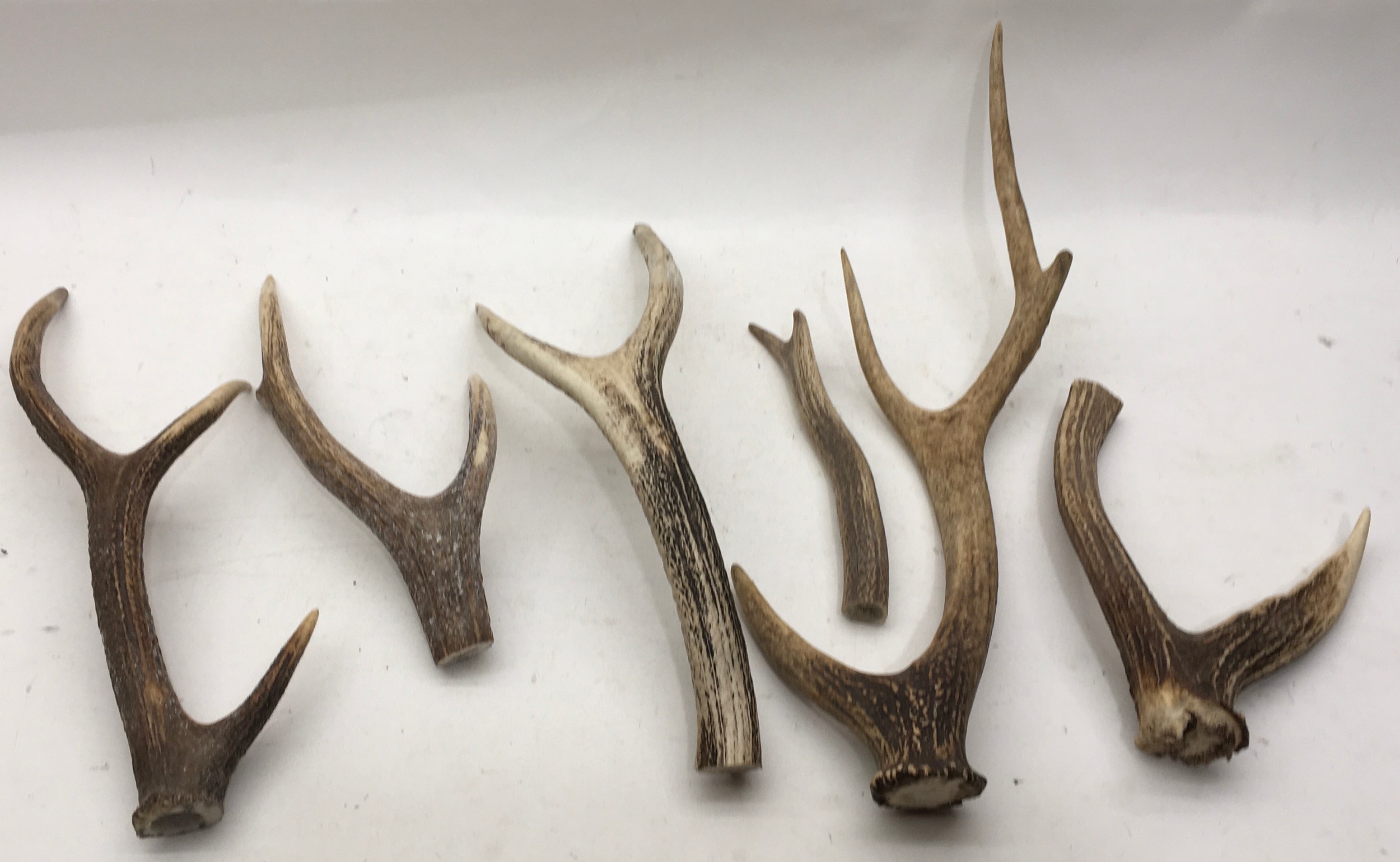 A box of stag horns. - Image 2 of 2