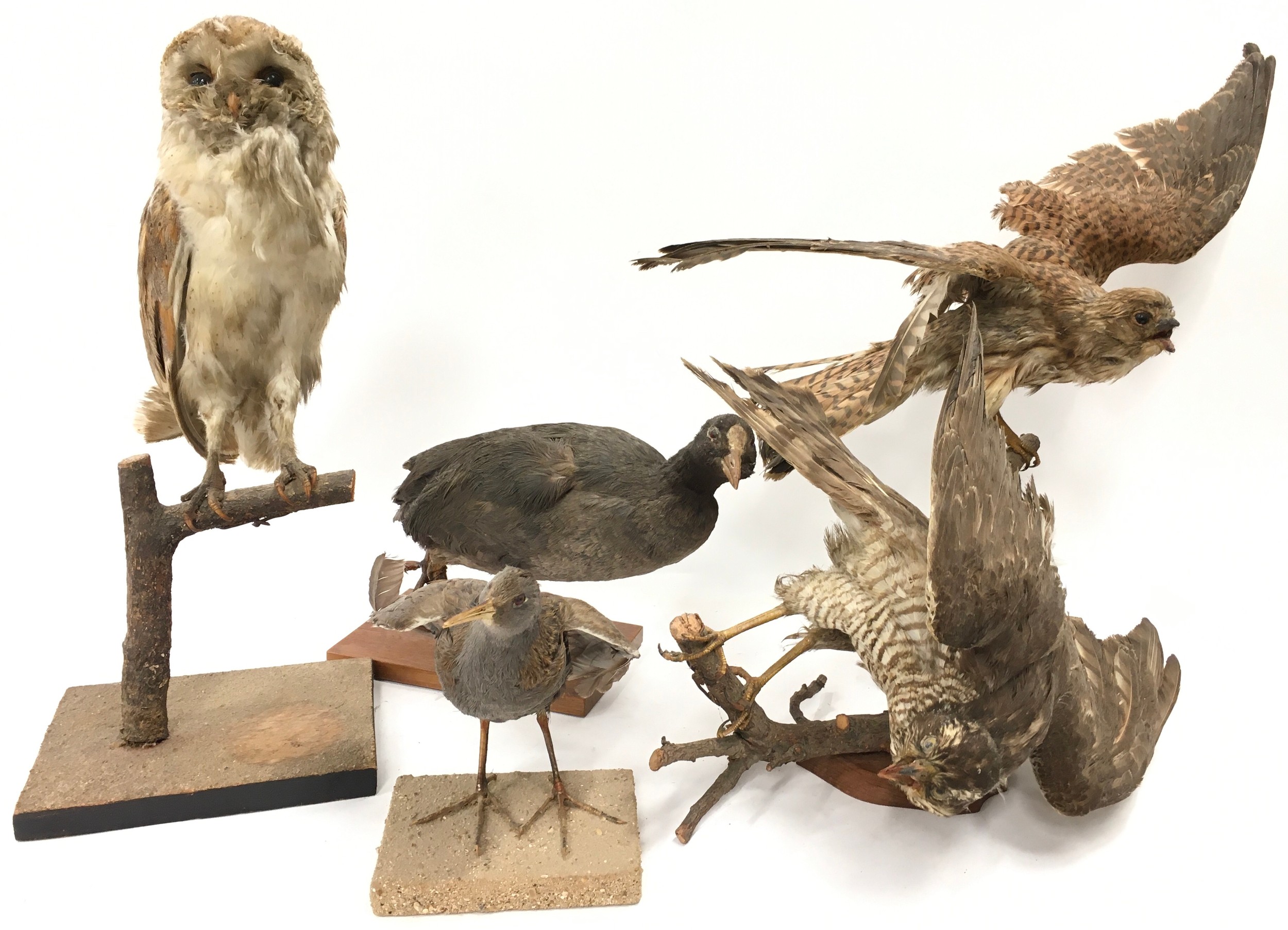 Collection of Taxidermy studies of various birds to include an Owl, duck and others (5).