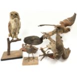 Collection of Taxidermy studies of various birds to include an Owl, duck and others (5).