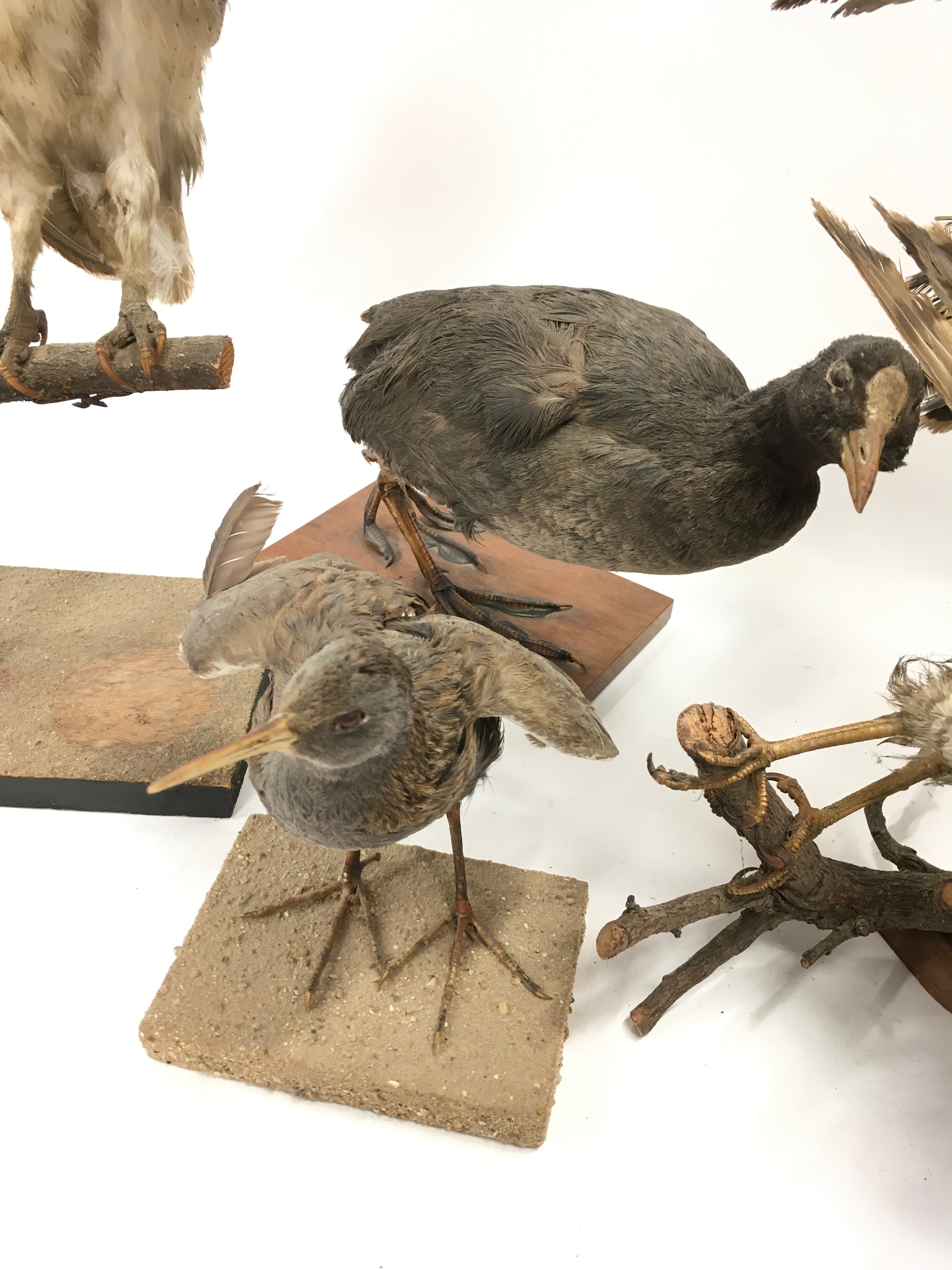 Collection of Taxidermy studies of various birds to include an Owl, duck and others (5). - Image 3 of 5