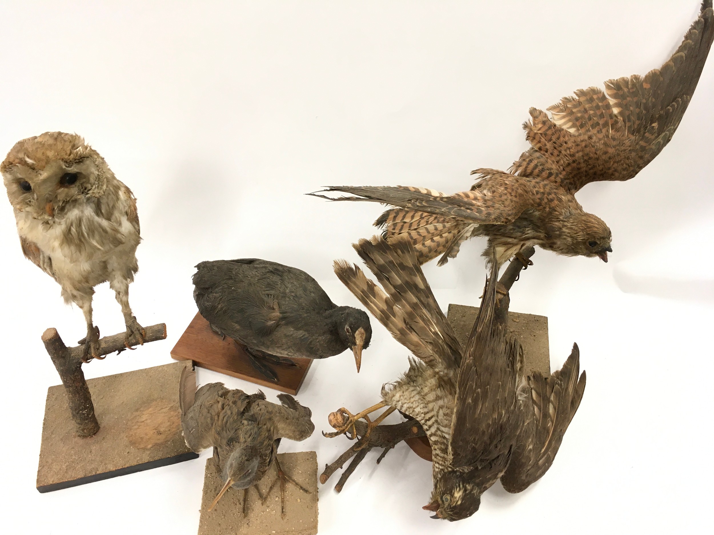 Collection of Taxidermy studies of various birds to include an Owl, duck and others (5). - Image 5 of 5