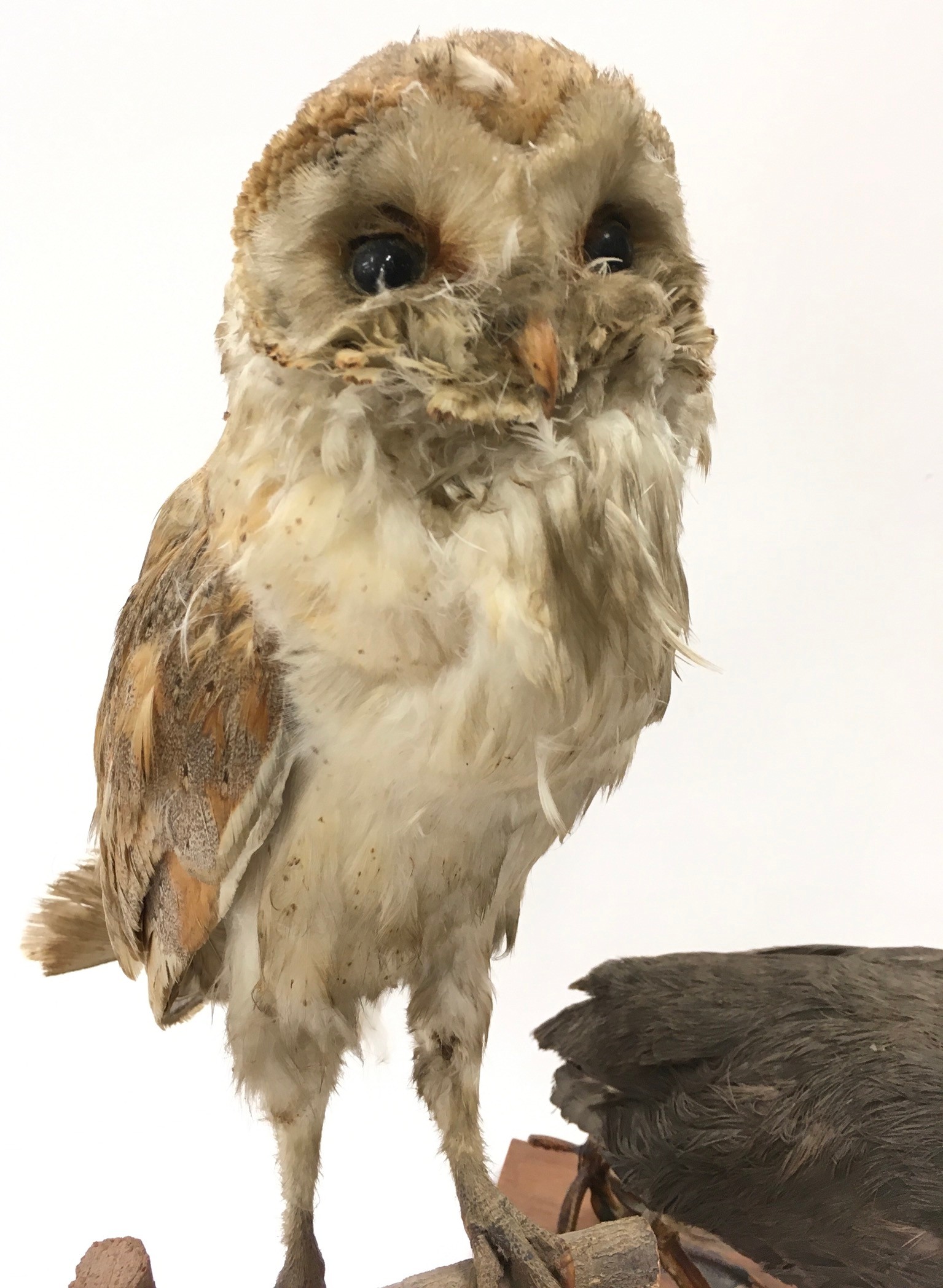 Collection of Taxidermy studies of various birds to include an Owl, duck and others (5). - Image 2 of 5