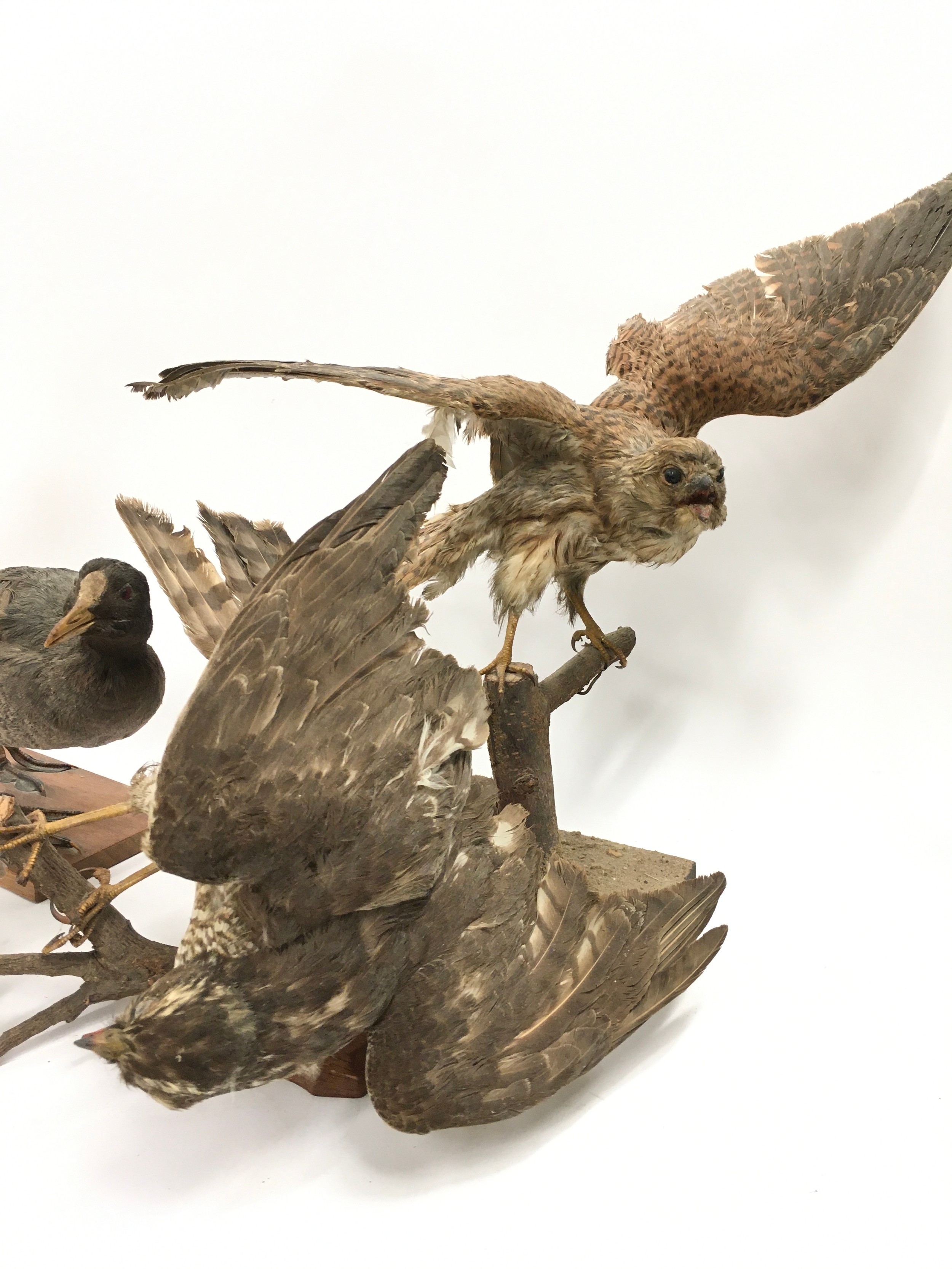 Collection of Taxidermy studies of various birds to include an Owl, duck and others (5). - Image 4 of 5