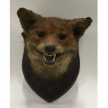 A mounted taxidermy study of a fox head.